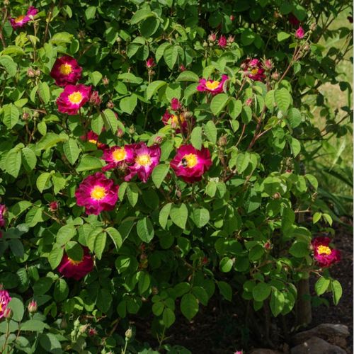 Lilás piros - Csokros virágú - magastörzsű rózsafa- bokros koronaforma